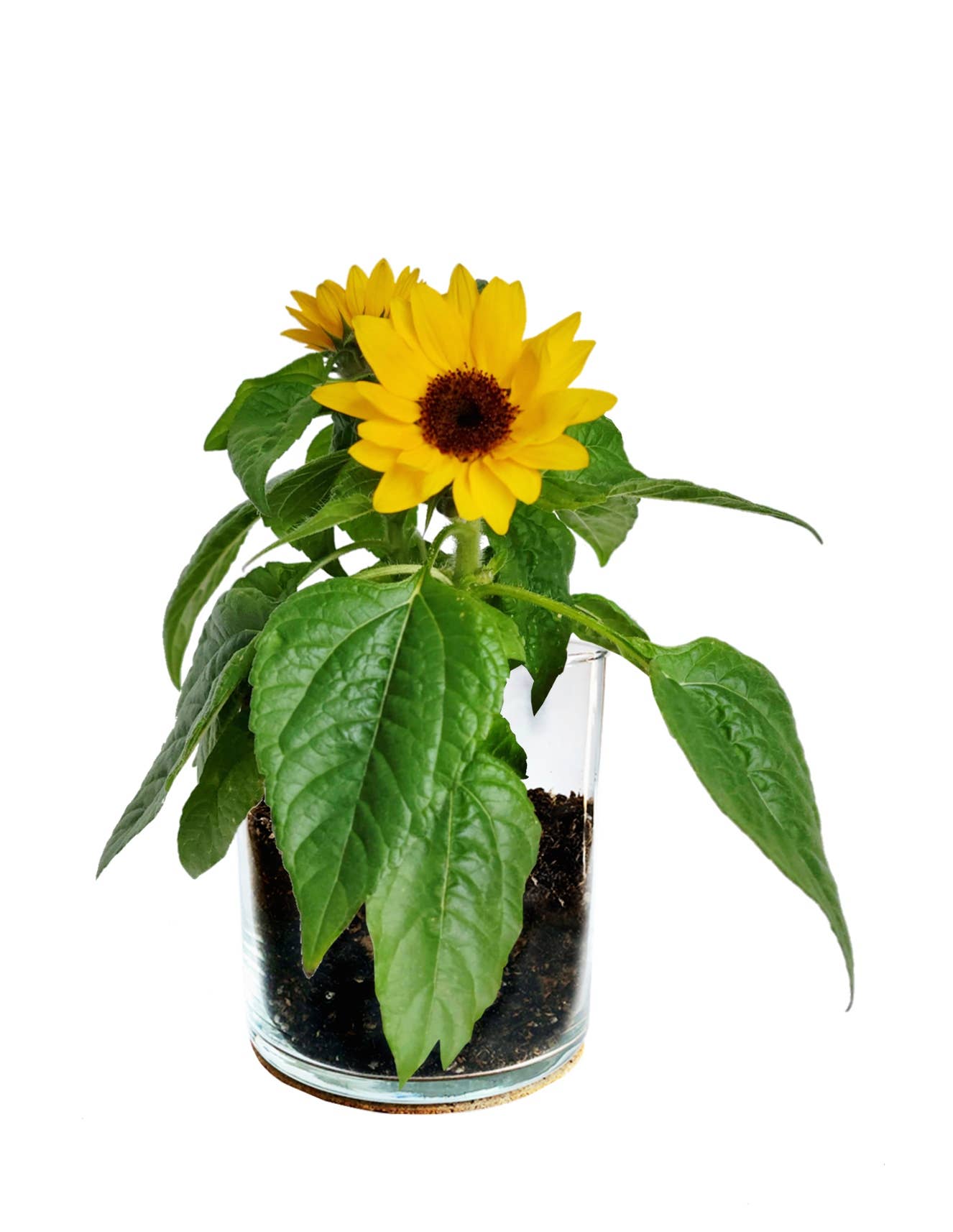 Thank You Sunflower Garden