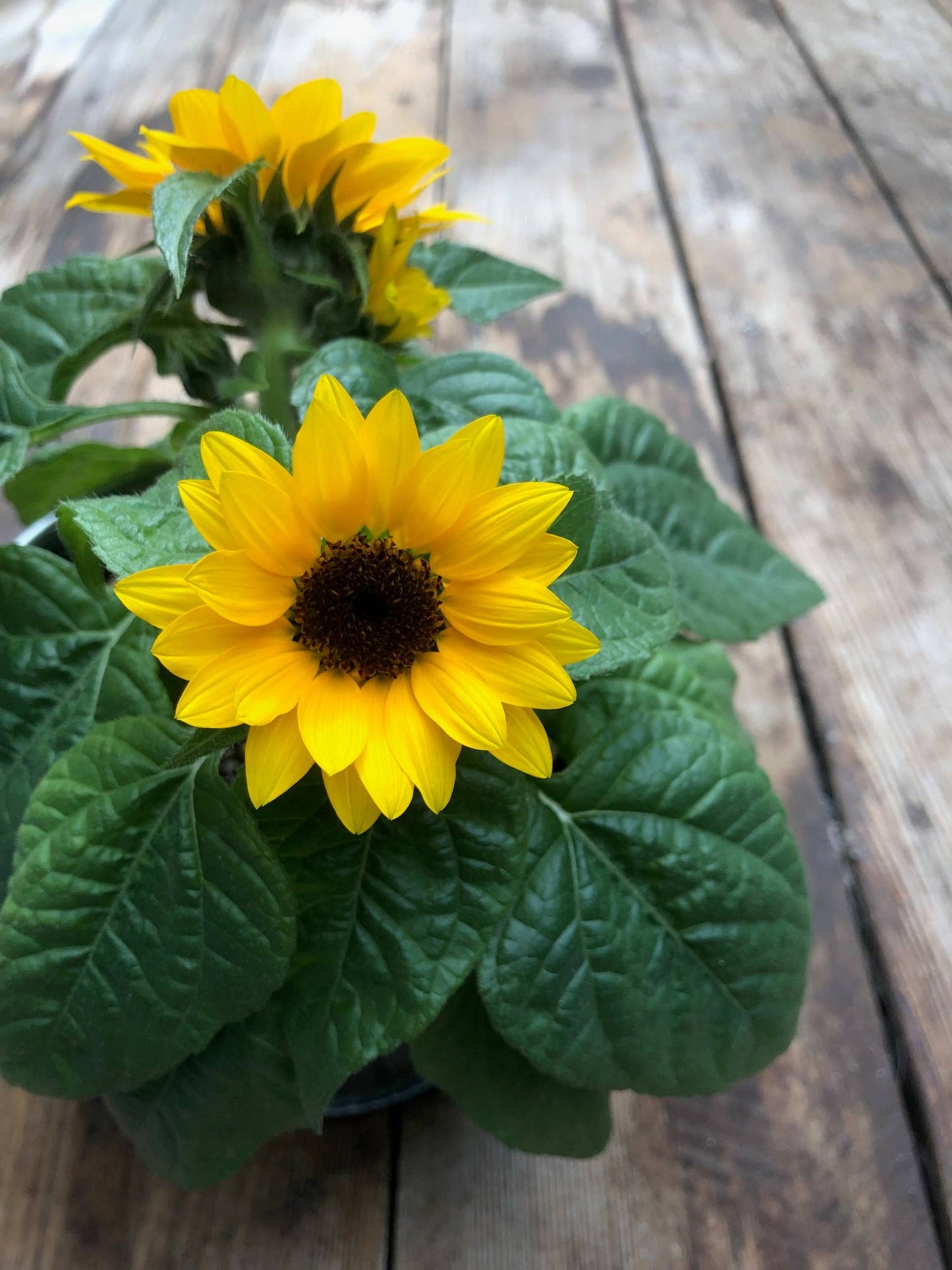 Thank You Sunflower Garden