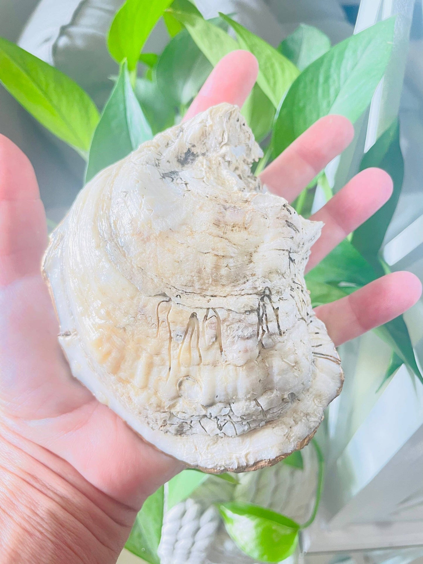 Oyster Shell Seahorse Trinket Dish
