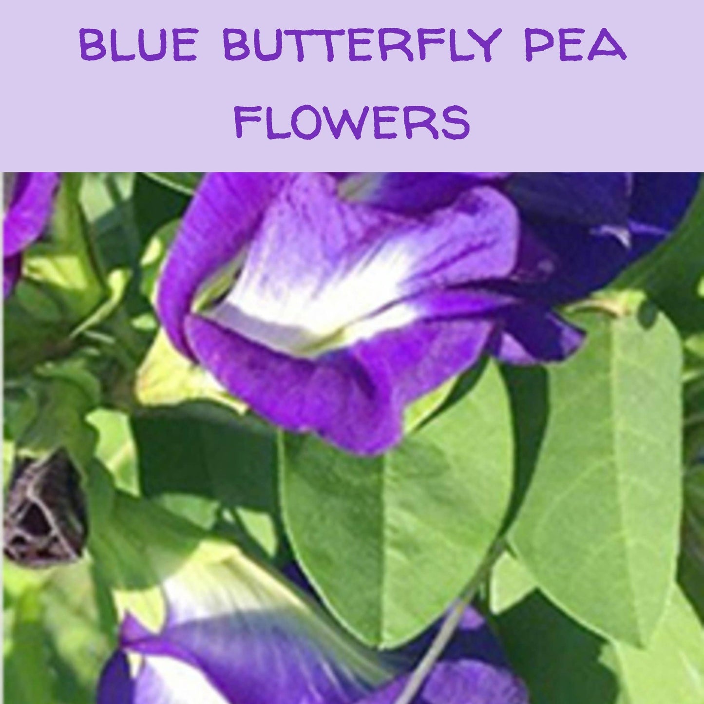 Blue Butterfly Pea Inclusions Flowers & Petals, 1 oz.