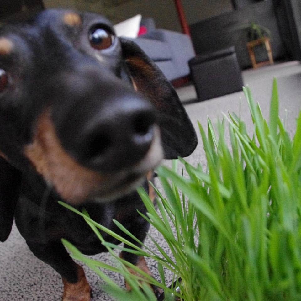 Garden Sprinkles | Dog Grass
