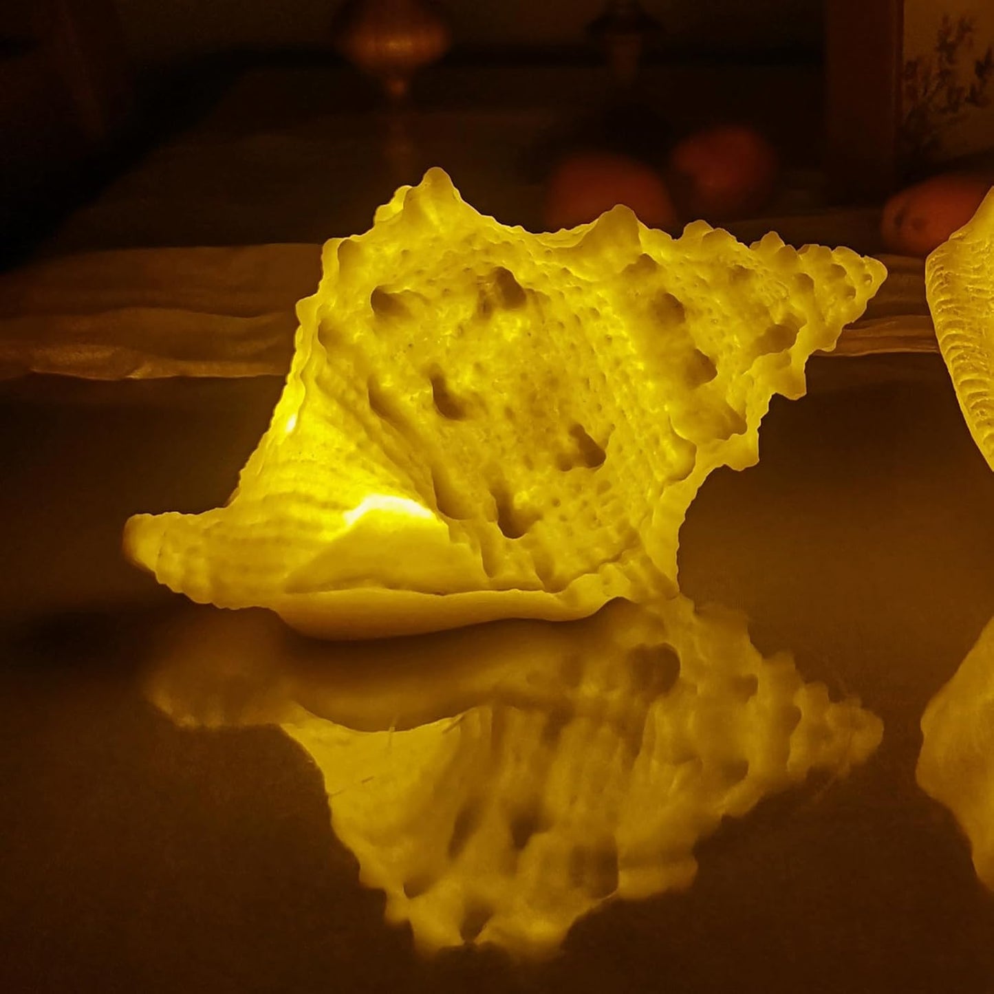 Shell Night Light