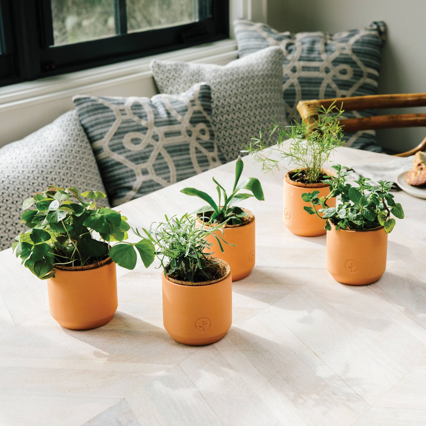 Tiny Terracotta Grow Kits~ Thank you Daisy Flowers