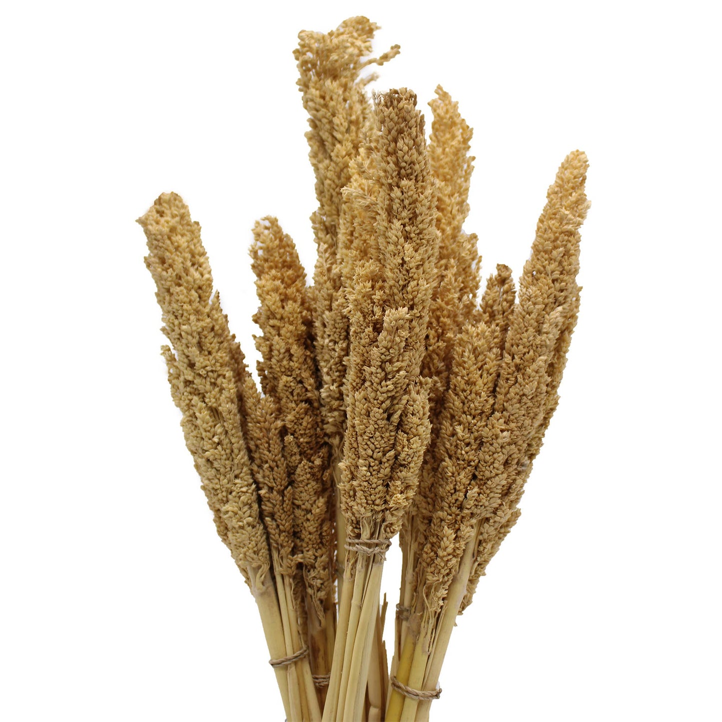 CGB-01 - Cantal Grass Bunch - Natural