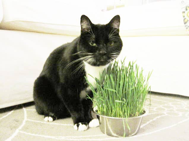 Pet Bowl | Cat Grass