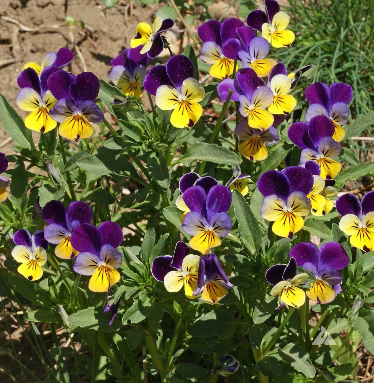 Pocket Garden | Edible Flowers