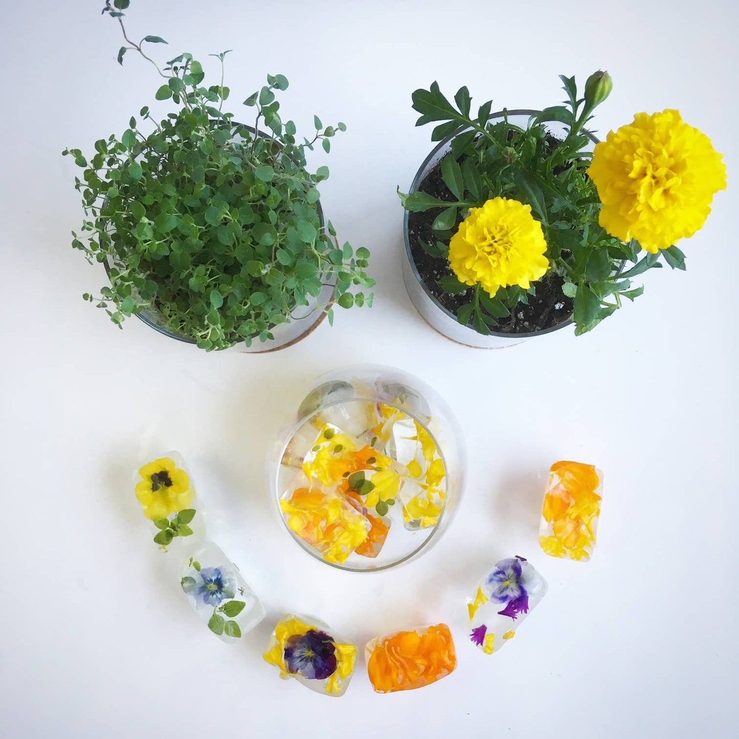 Pocket Garden | Edible Flowers