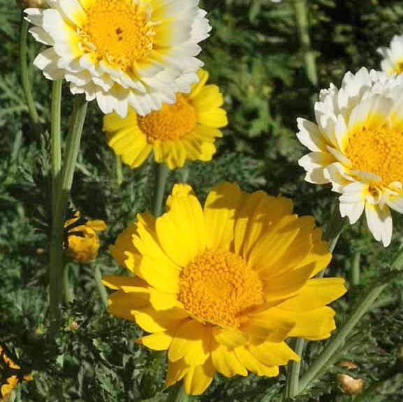 Pocket Garden | Edible Flowers