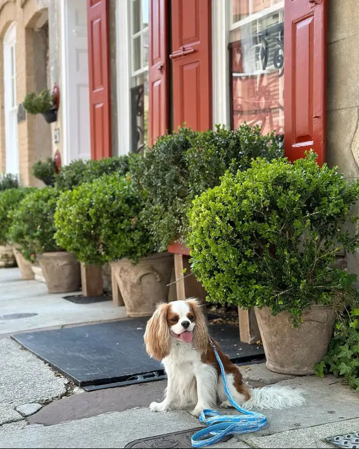 Ravenel Bridge Leash