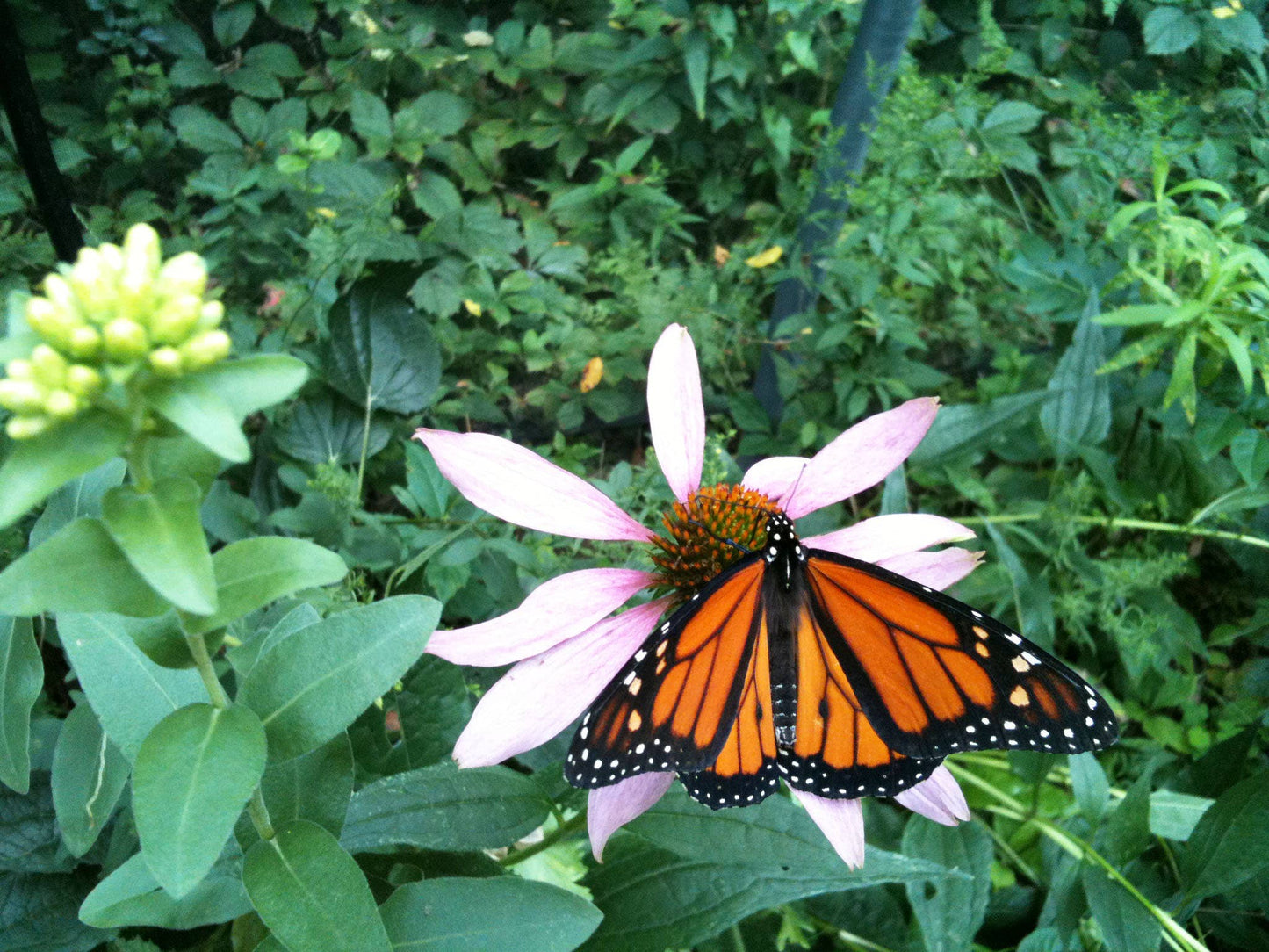 Kids Garden in a Pail | Butterfly