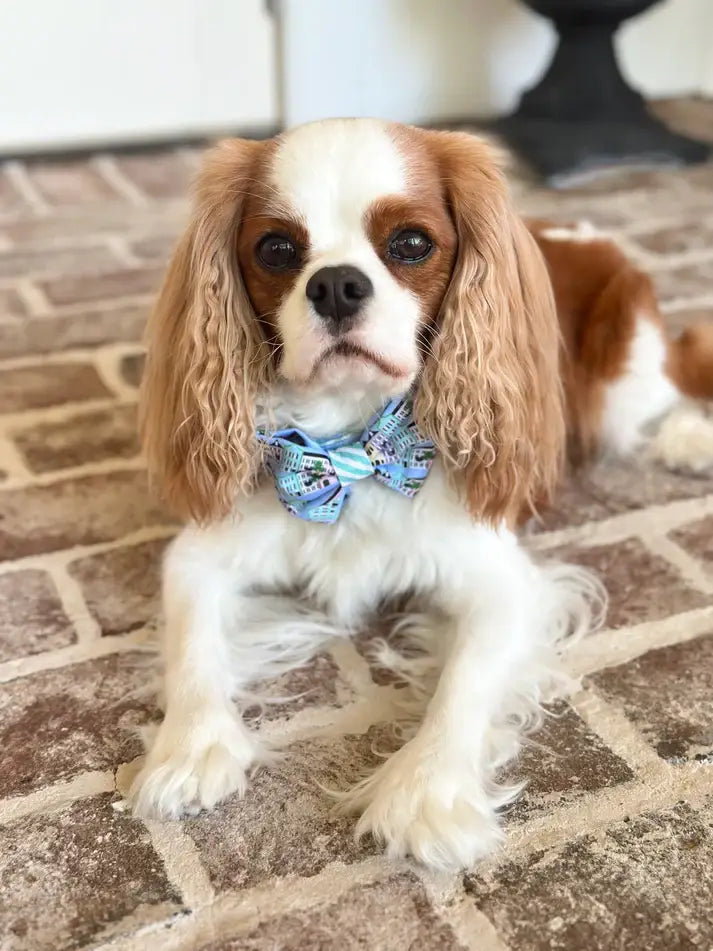 Rainbow Row Bow Tie