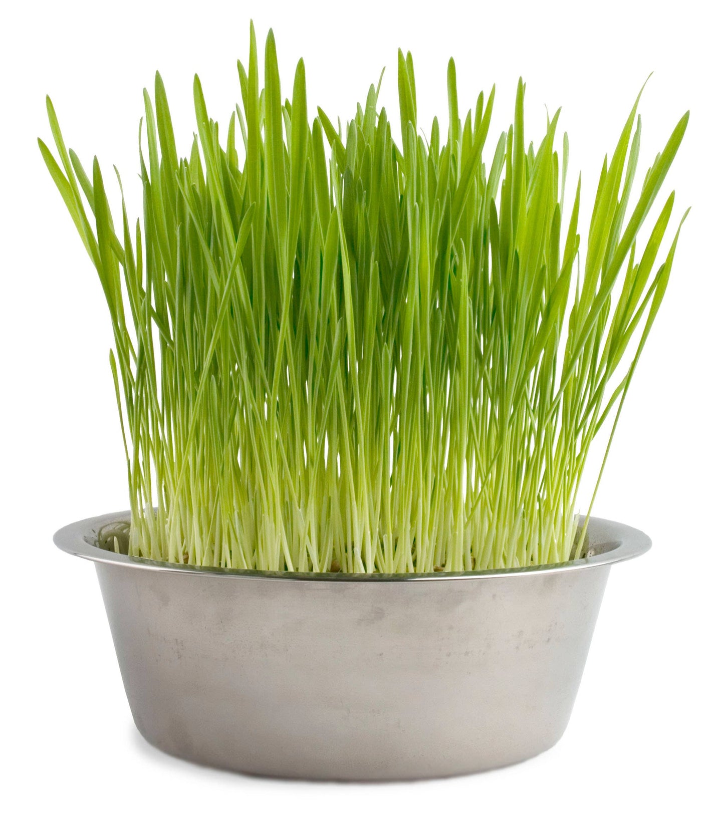 Pet Bowl | Cat Grass