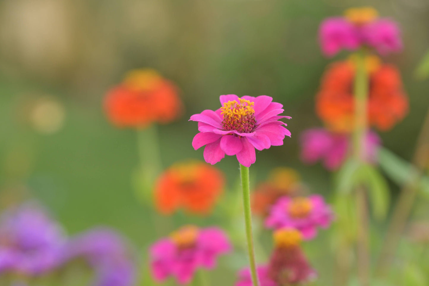 Kids Garden in a Pail | Butterfly