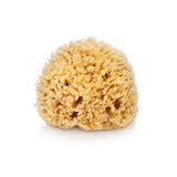 Sea Wool Natural Sponge