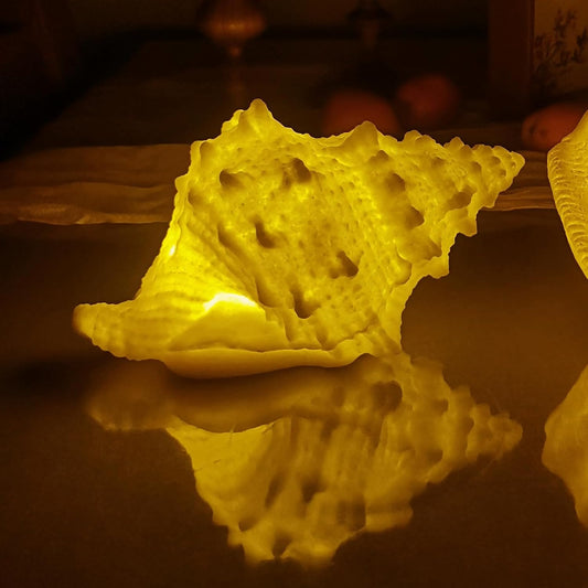 Shell Night Light